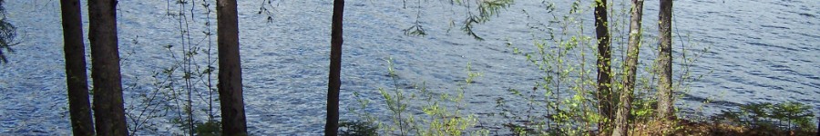 A lake view